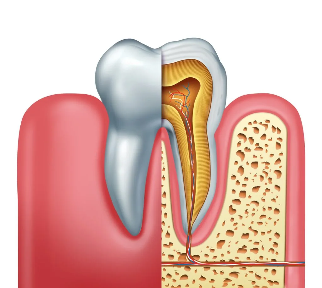 diagram of a root canal